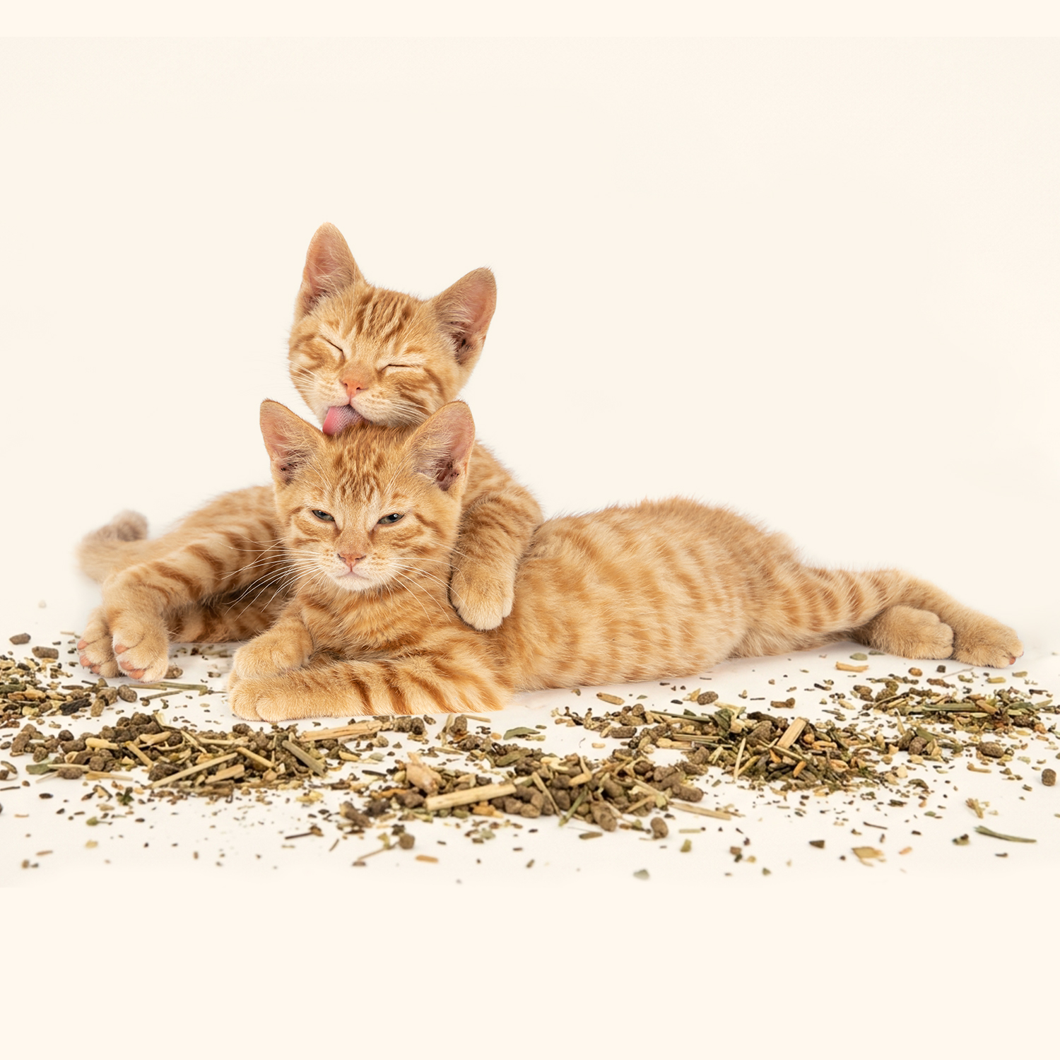 DarmCare Pets – Bild 3