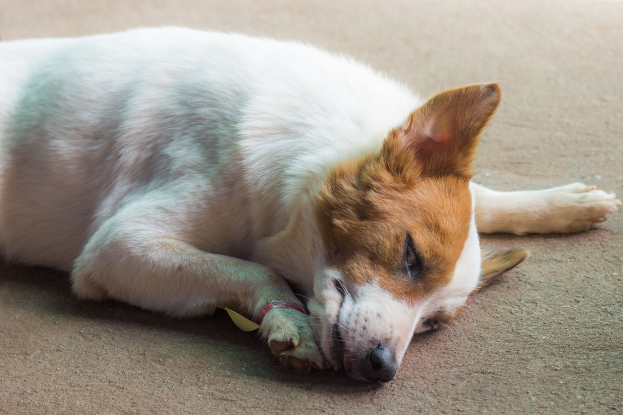 Sicked dog before surgery operation